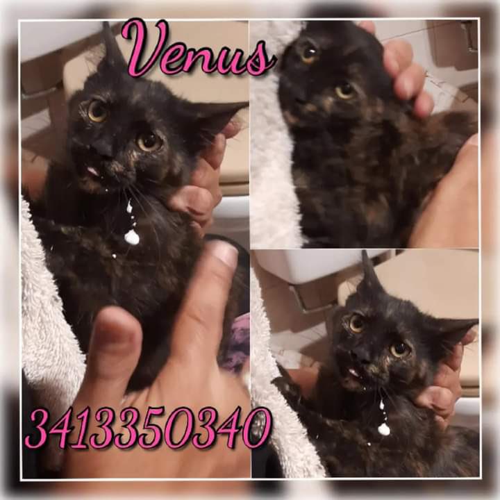 franmuratore's tweet photo. Gente de ROSARIO un RT por favor🙏

Estos gatitos son de una protectora que tienen re pocos seguidores y poca llegada y me pidieron una mano para difundir.
Están todos en adopción🏠.
Balcones con cerramiento y casas sin salidas al exterior😌 https://t.co/4buCBINtPH