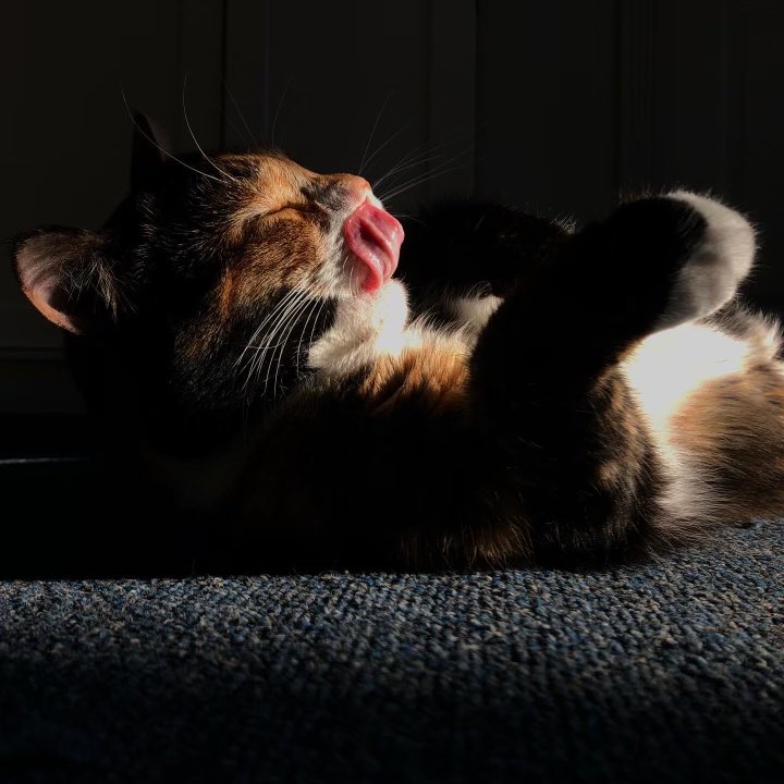 Happy Caturday from Rainbow 
 
#caturday #HappyCaturday #CatsofTwittter #calico #calicocat #catlife #cats #cat #caturdaycutie #bathtime #rainbow #rainbowkitty #naturallightphotography