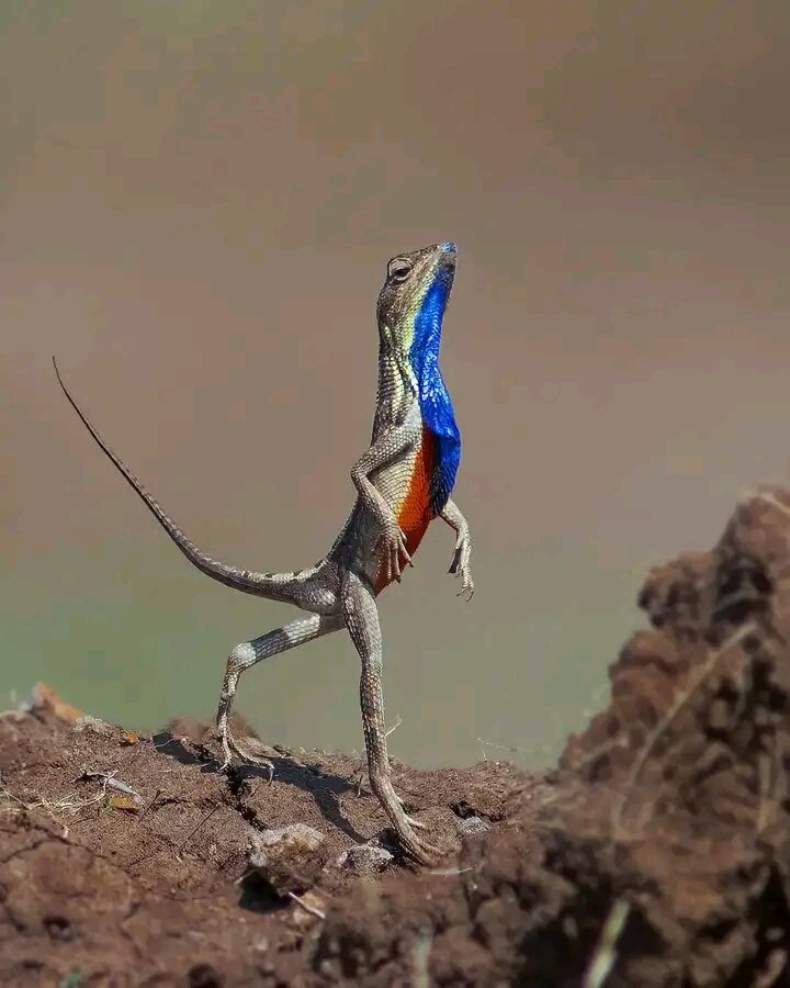 When you are fabulous and you know it

Photo by Ratnakar Hiremath

#photo #beautiful #NaturePhotography