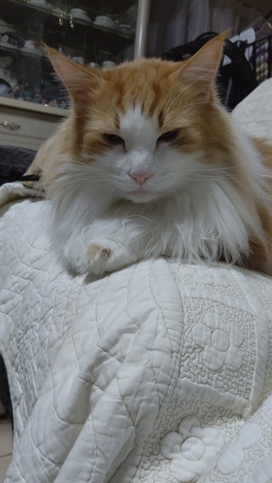 #ネコチャンカワイイ 
#猫の居る暮らし 