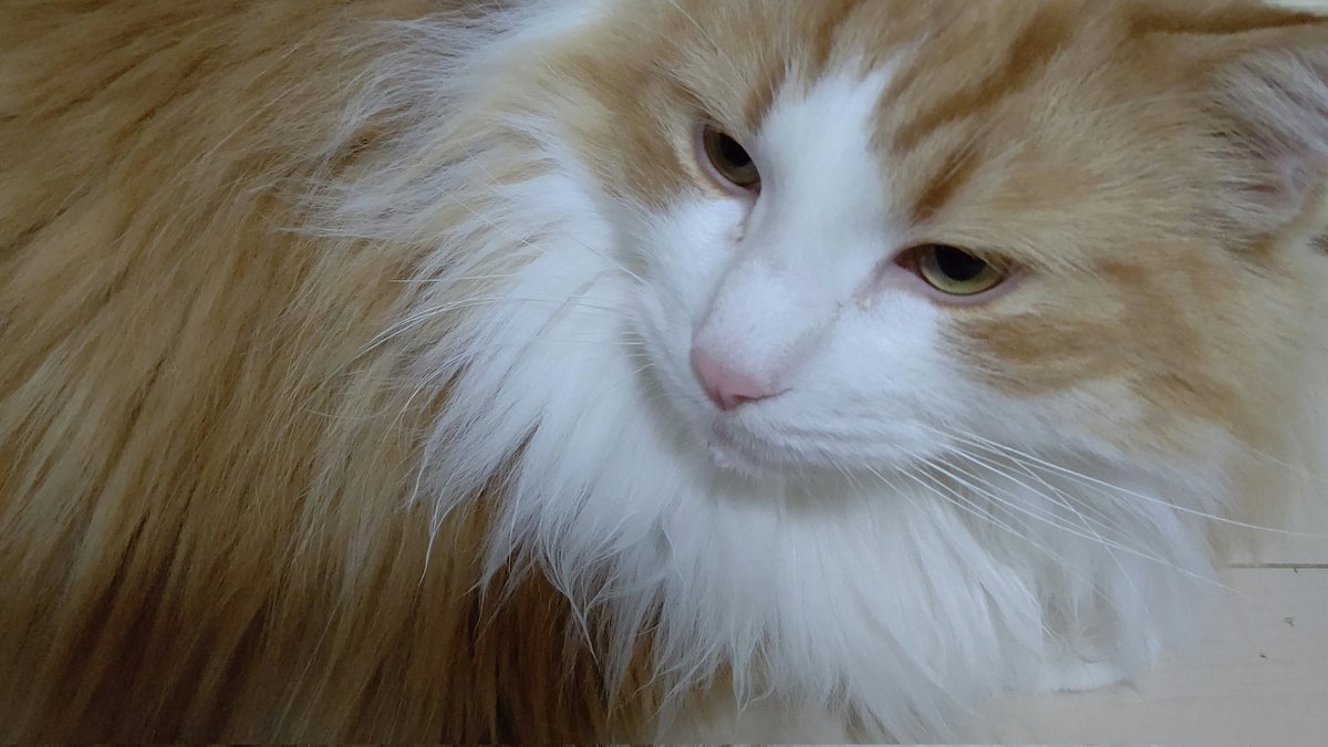 #ネコチャンカワイイ 
#猫の居る暮らし 