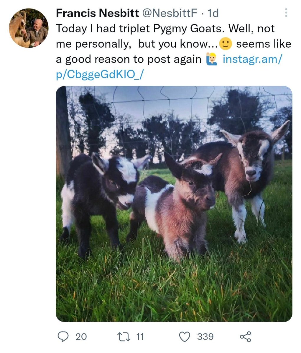 Well, it seems that it was a bad idea to post this on SM. Last night, the 3 baby Pygmy Goats were stolen from their mother. Wasn't a predator, not a drop of blood and they were in a well fenced paddock with Alpacas. Poor mother is bleating like mad to call them back💔
