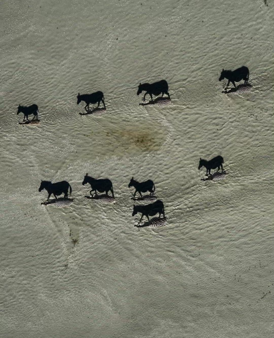 itmorar's tweet photo. Fotografia anului de la National Geographic. Faceți zoom https://t.co/nGoP9gE9mP