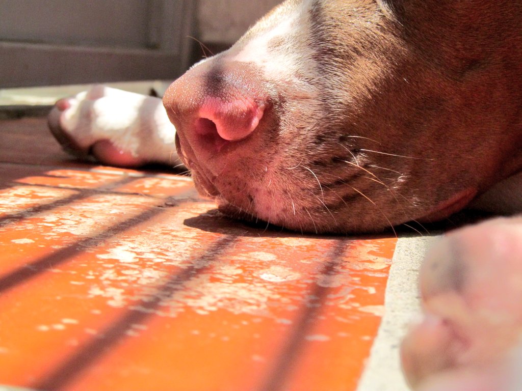 AngieSeplvedaS1's tweet image. Post de apreciación al amor de mi vida ❣
#DiariodeTyson #PitbullLover #AMDV