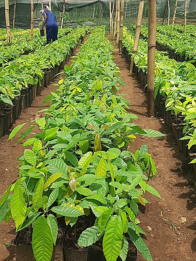 news_ghana's tweet photo. 400,000 Seedlings To Be Planted Under Green Ghana Project In Takoradi Forest District https://t.co/Md0dB6mzDA #Environmentalnews #400000Seedlings #Cedrela #Emire #GreenGhana https://t.co/Cm6DlTJ3Fz