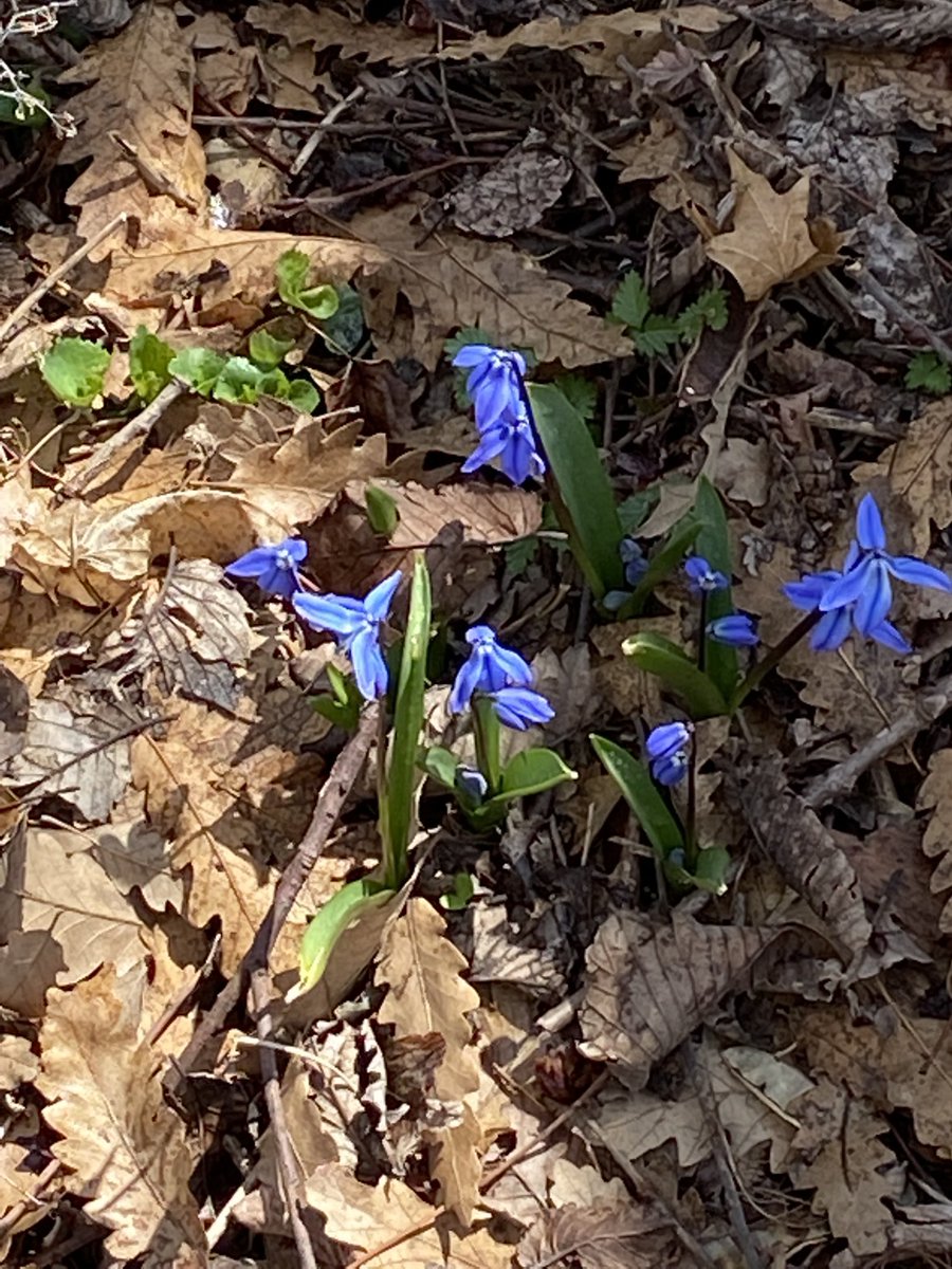 Backpackrosebud's tweet image. central park