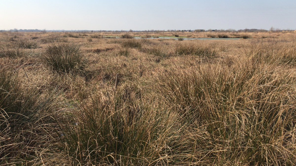 Peaty landscapes two ways this week <a href="/greatfen/">Great Fen</a> <a href="/Lancswildlife/">Lancashire Wildlife Trust</a>
