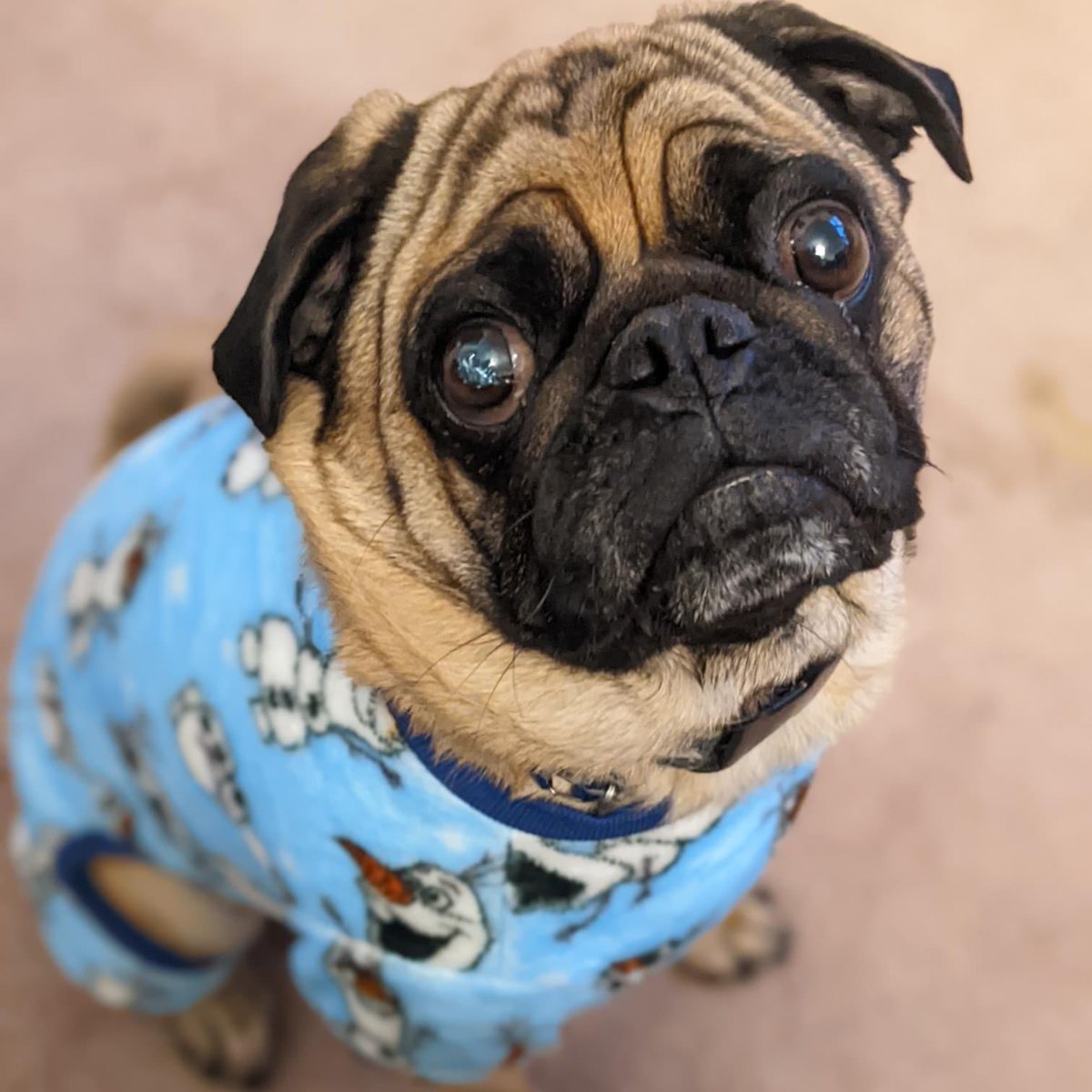 Because it's been OVER A WEEK since we had a new Ollie photo, I've gotta share him in his new Olaf PJs. You're welcome.
.
.
 #pugsofinstagram #pugstagram #puglove #puglife #pug #pugsnotdrugs #shopsmallbusiness #shopdowntown #hutchlove #crowandco #downtownhutch