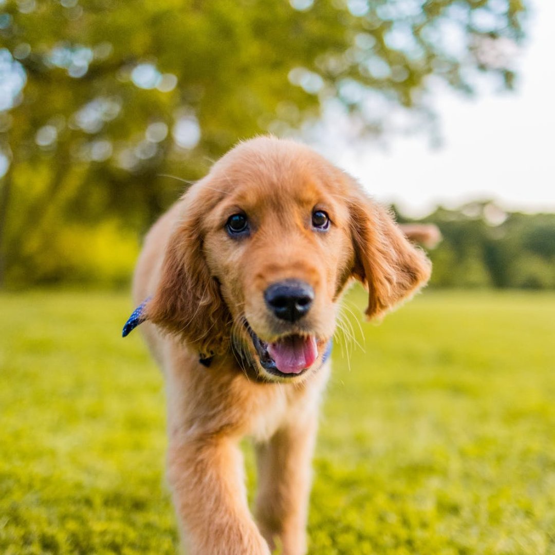 GTIS_Half's tweet photo. Does your running partner have 4 legs and a heart of gold? Let's see your pics! ⬇️ 🐶 https://t.co/u3ZlIy6fyQ