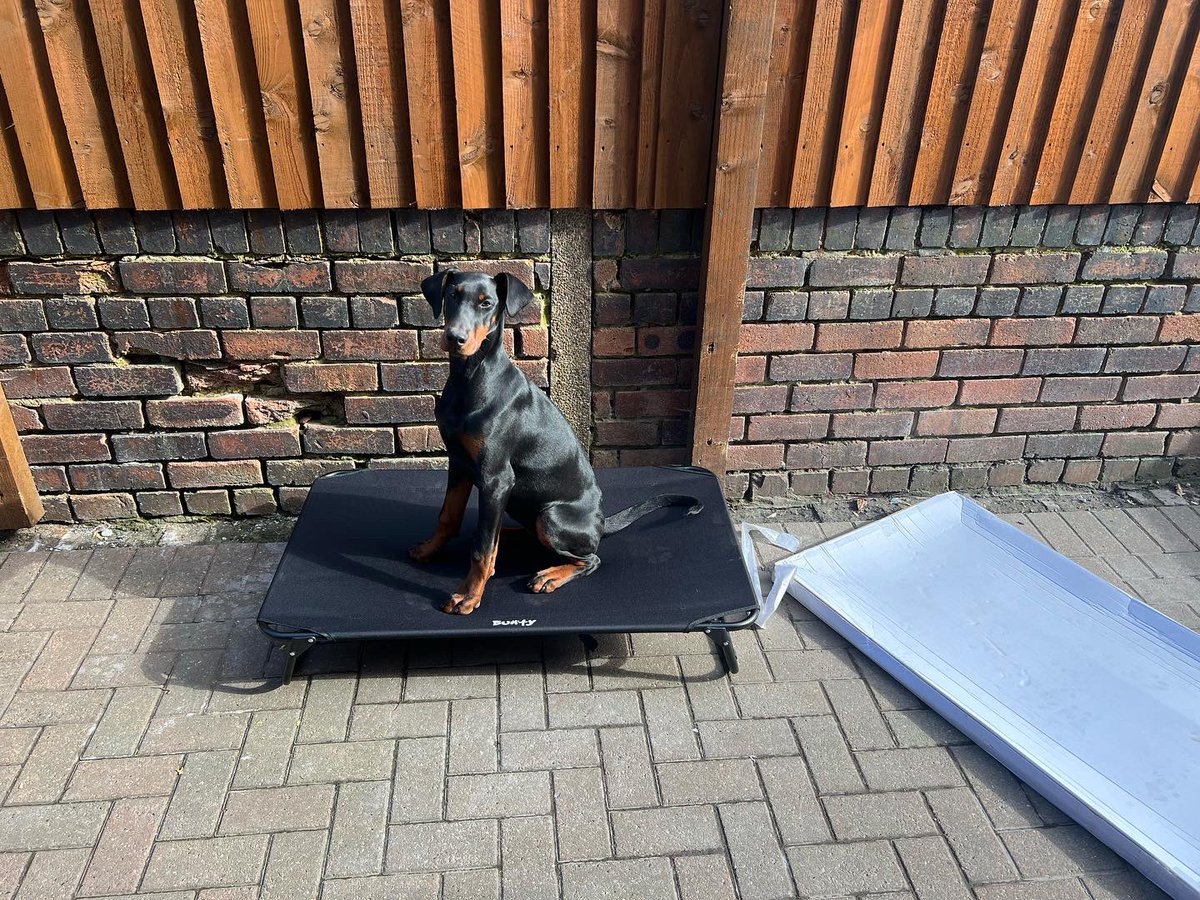 DogmannMartin's tweet photo. Oh that’s what it’s for! Well it’s comfier than that white cardboard. Best get my mate up here too 😂🤣😂❤️ #dogmann #dobermann #dachshund #buntydogbed https://t.co/FUiAtVq34N