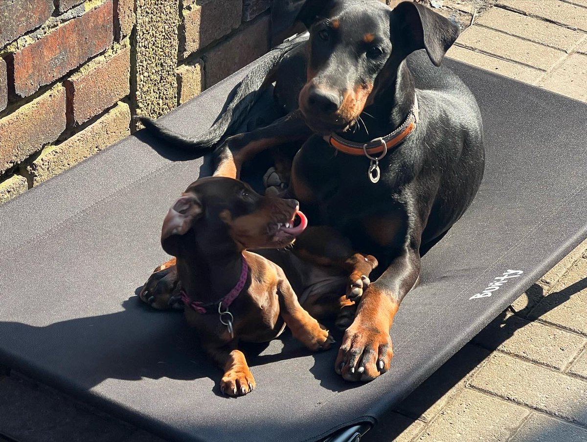 DogmannMartin's tweet photo. Oh that’s what it’s for! Well it’s comfier than that white cardboard. Best get my mate up here too 😂🤣😂❤️ #dogmann #dobermann #dachshund #buntydogbed https://t.co/FUiAtVq34N