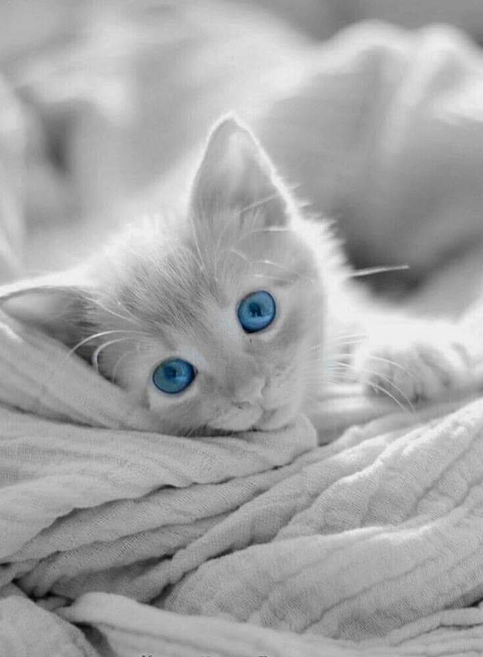 Hello.....😽
#Caturday #CatsOfTwitter #CatsLover #CatsLivesMatter #cats 🤍💙🤍