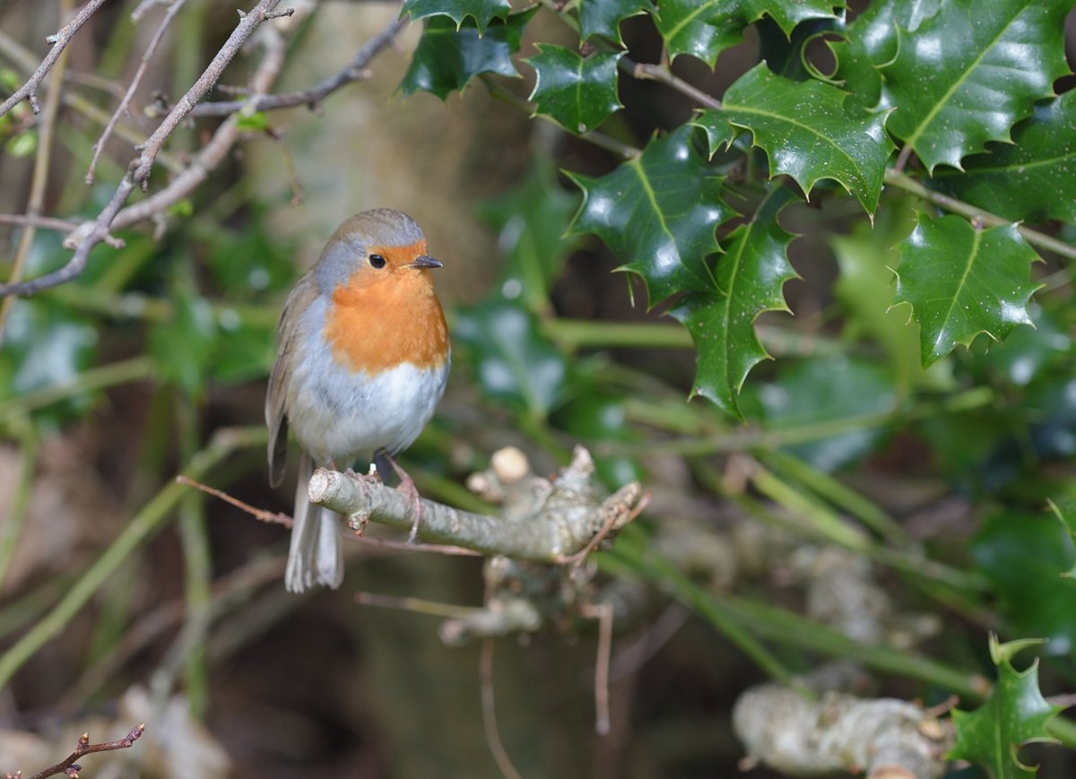 Having an easy'ish week after last Sundays 20 mile race and been gardening in the sunshine so I thought I would put a photo of this little fella who has been following me around for days. Better than a sweaty old man running <a href="/UKRunChat/">UKRunChat</a> <a href="/AiringcupPres/">GardenWildlife</a>