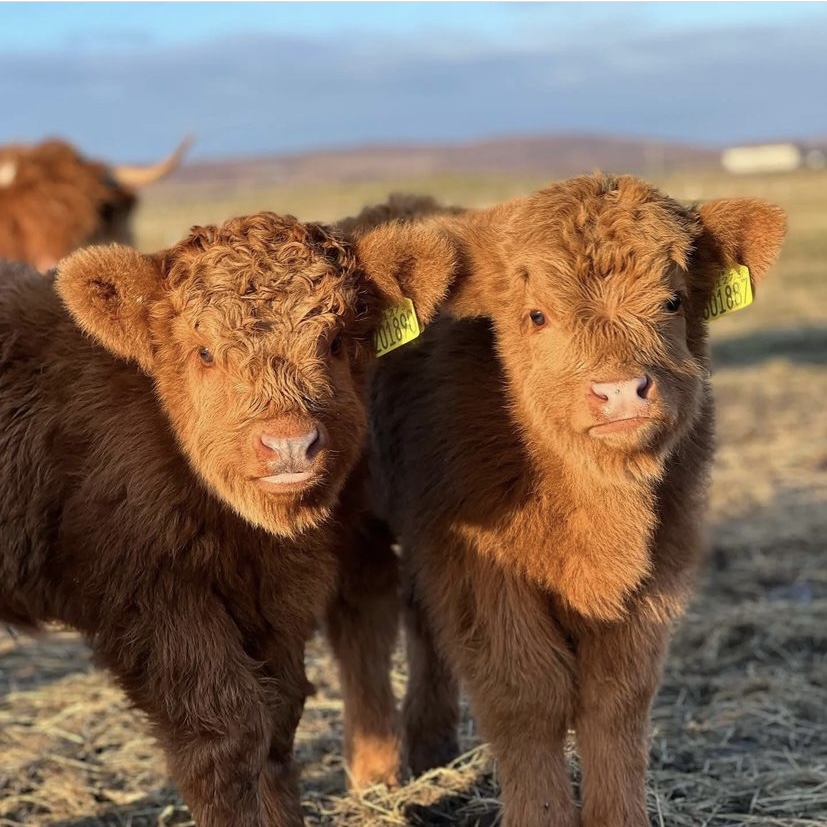 The Consumer Brand tweet media