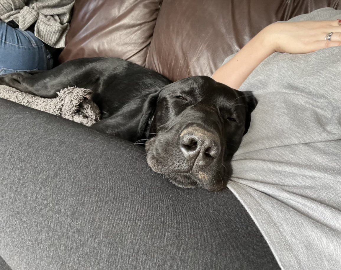 FojtikBeth's tweet photo. @OfficialPLT This is Archie! He’s a beautiful black lab #pltpet #plt https://t.co/xps5F61AiR