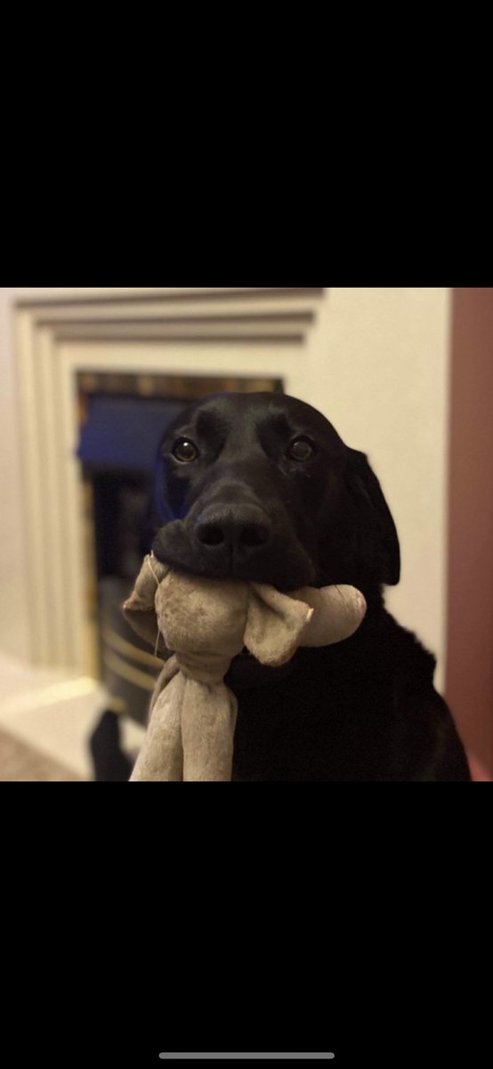 FojtikBeth's tweet photo. @OfficialPLT This is Archie! He’s a beautiful black lab #pltpet #plt https://t.co/xps5F61AiR