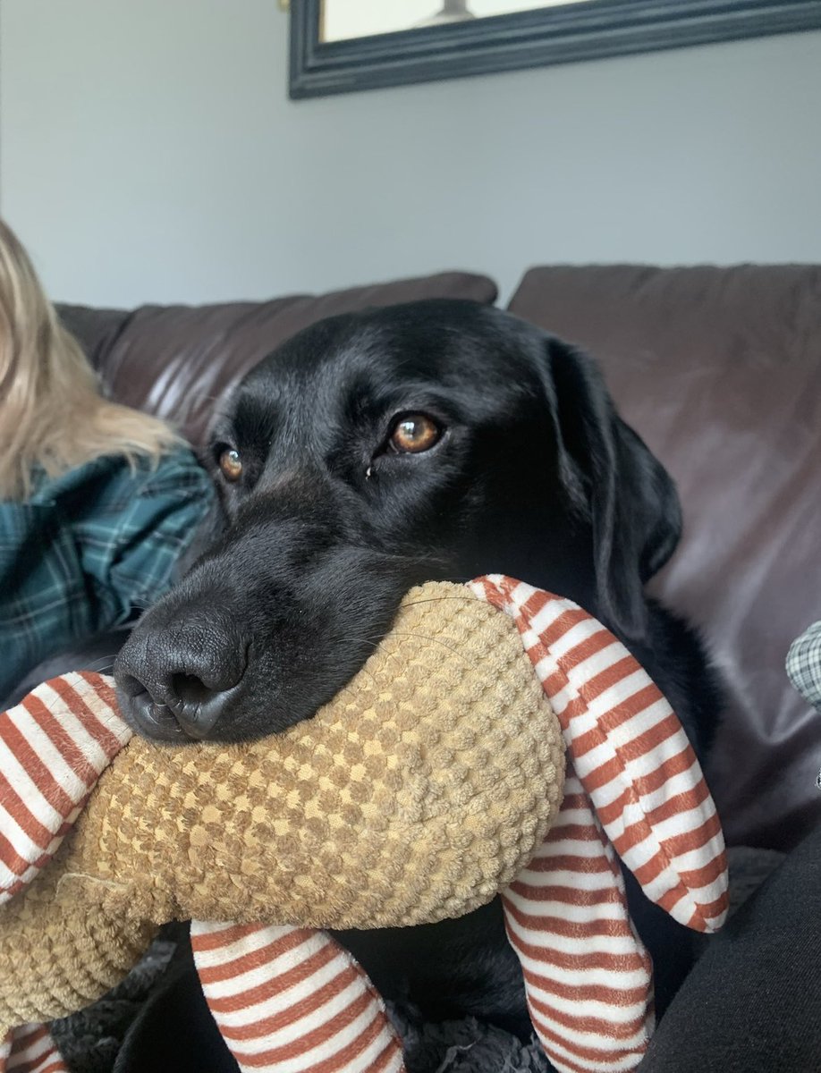 FojtikBeth's tweet photo. @OfficialPLT This is Archie! He’s a beautiful black lab #pltpet #plt https://t.co/xps5F61AiR