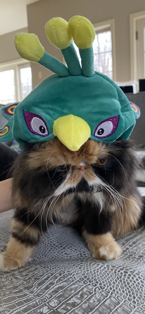 map408's tweet photo. @CBSMornings @CBSSports We all have Peacock Fever in the house in honor of Thomas H. Rogers class of 1961. https://t.co/G65IwvDzlW