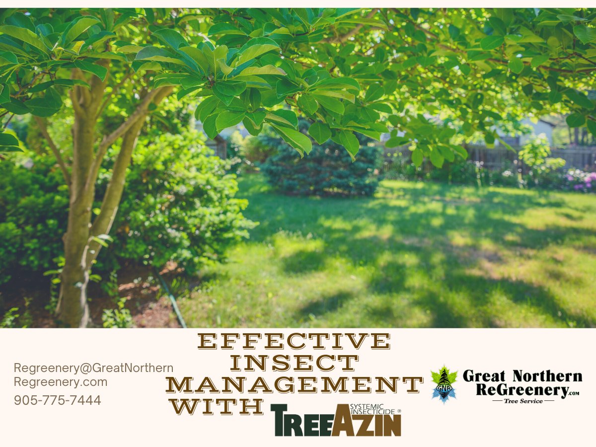 GNReGreenery's tweet photo. Do you have pest infestations in your trees? TreeAzin will keep your trees healthy and beautiful. It's a simple and effective insect control treatment.

◾️ https://t.co/ZPvzG6BzBF

#ontariotrees #treecare #treeazin #landscapecompany https://t.co/JQIo7oi6Hd