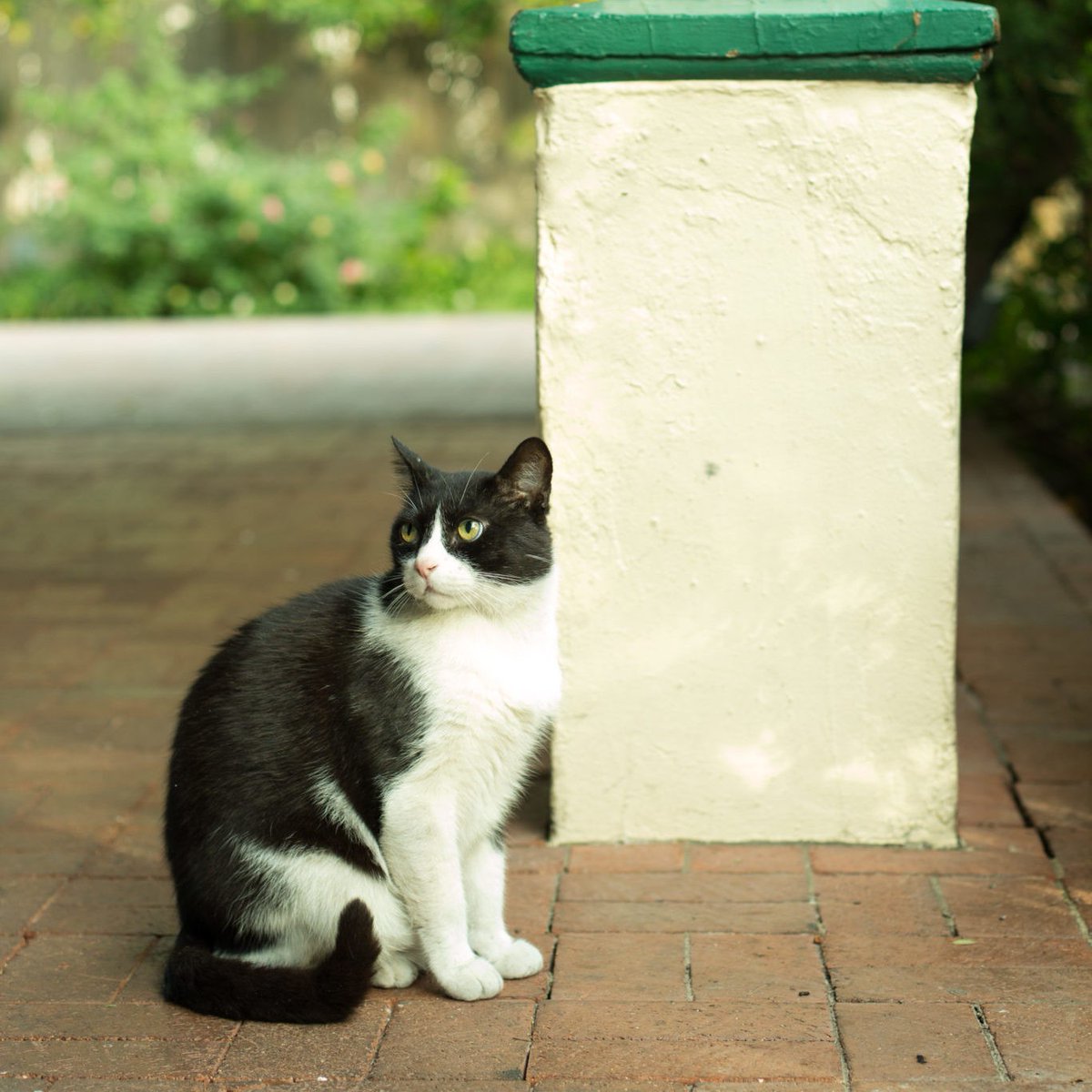 devourphoenix's tweet image. Opened in 1987 by beloved Tempe residents Robert and Robin Trick, House of Tricks has truly transformed Tempe’s fine dining scene. They will be dearly missed! Experience House of Tricks before they close in June!

#GoodFoodAZ #DevourPhoenix #Tempe #HouseofTricks