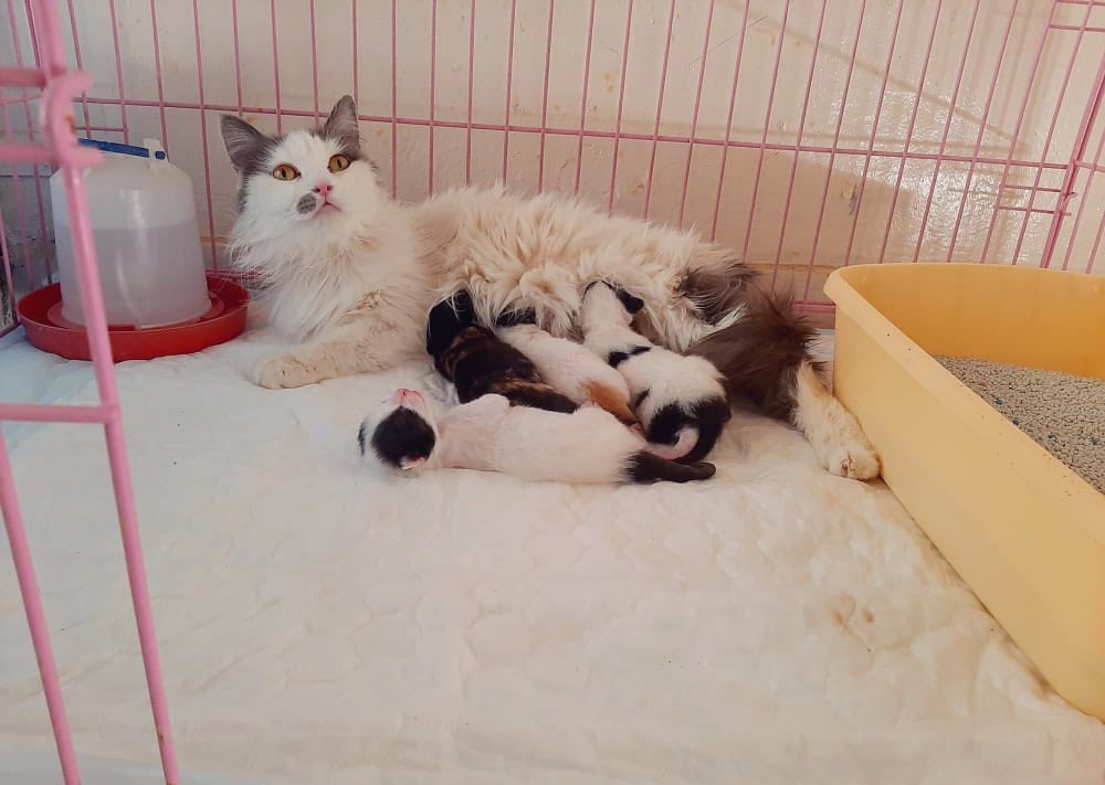 من يصدق هالجمال كان بالشارع #اميرة   عيونها تحكي الكثير  💔 الله يسامح  لو كانت مرميه بسبب حملها