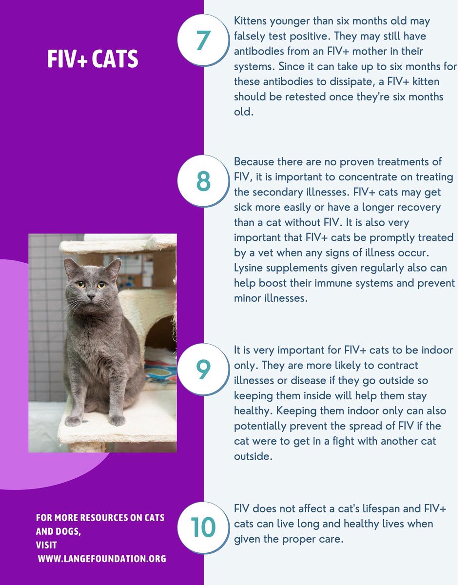 Norman and Pappas are amazing, loving cats who are FIV+. They’ve both been here for over a year and are ready and waiting to get adopted! Norman is a blind and mellow 13 yr old and Pappas is a 5yrold friendly lap cat