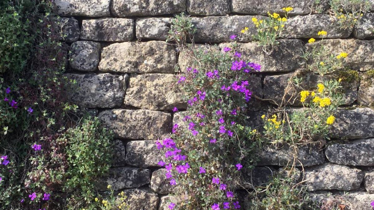 MBAillustration's tweet photo. This #Cotswolds wall in #GuitingPower is beautifully enhanced with the addition of flora. @VisitCotswolds #architecturalillustration #houseportrait #watercolour #privatecommission #illustration https://t.co/3CvDmKdWvx