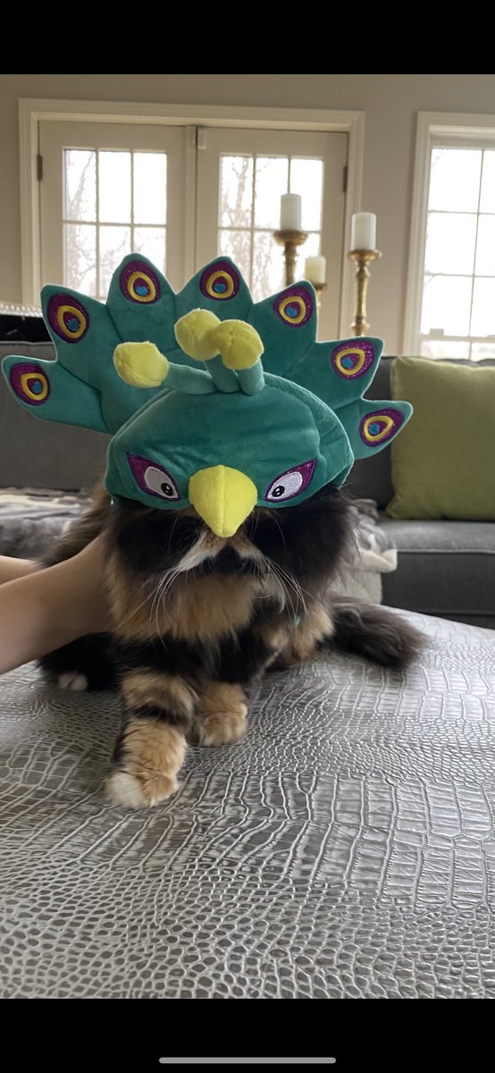 map408's tweet photo. @PeacocksMBB Everyone has the fever!  Go Peacocks 🦚 https://t.co/hWZyGCCfq6