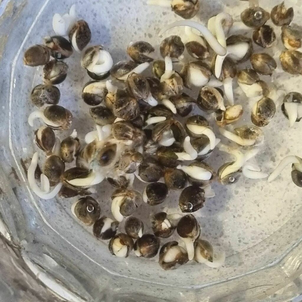 Just to add a few photos of germination testing of different strains after 36hrs....seems all are feeling funky ready to grow...so next to packaging  and to the end users....enjoy the Saturday and give someone who needs a hug one! Shantibaba