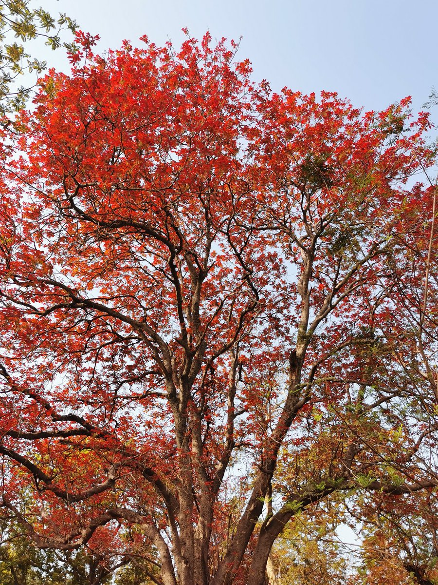 delhitrees's tweet photo. The Kosam trees of Nehru's Shanti Van! https://t.co/RbKg8OCM85