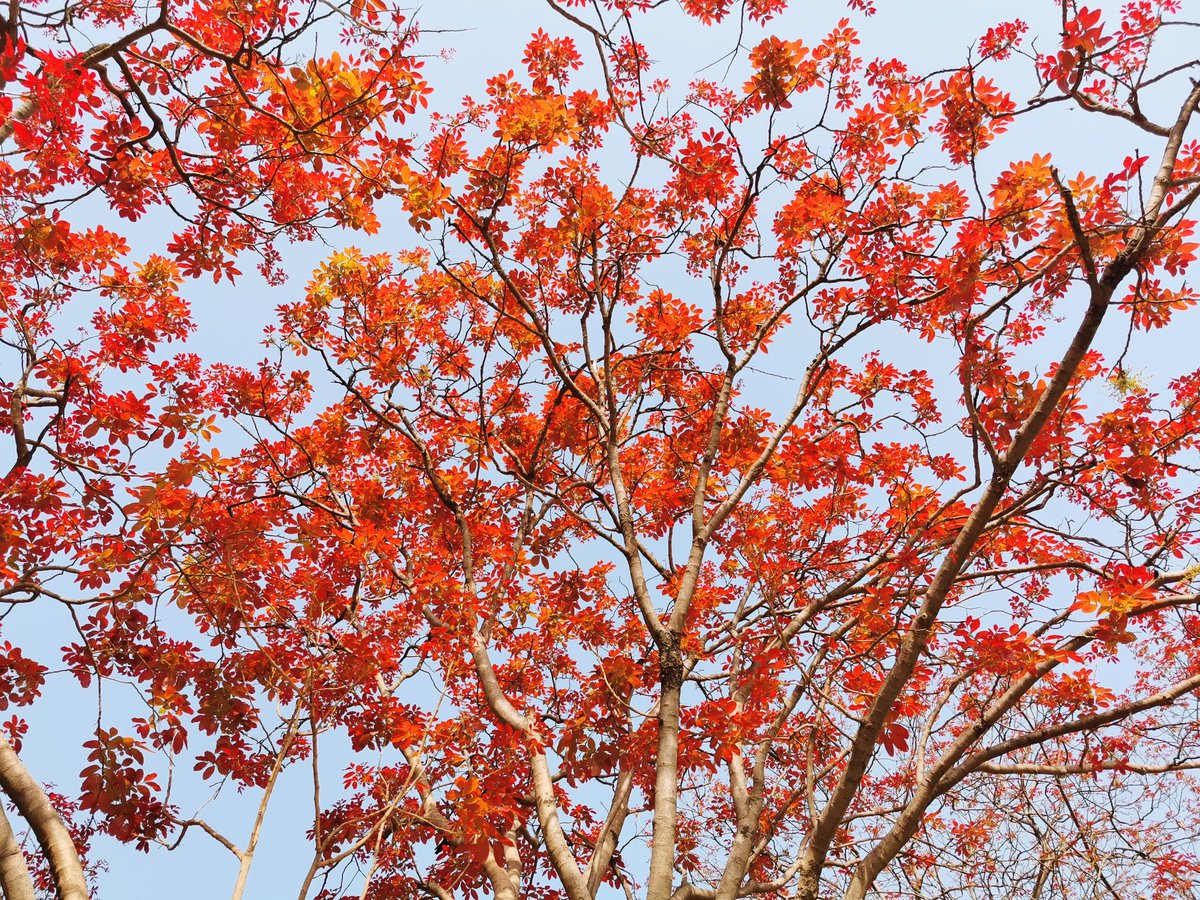 delhitrees's tweet photo. The Kosam trees of Nehru's Shanti Van! https://t.co/RbKg8OCM85