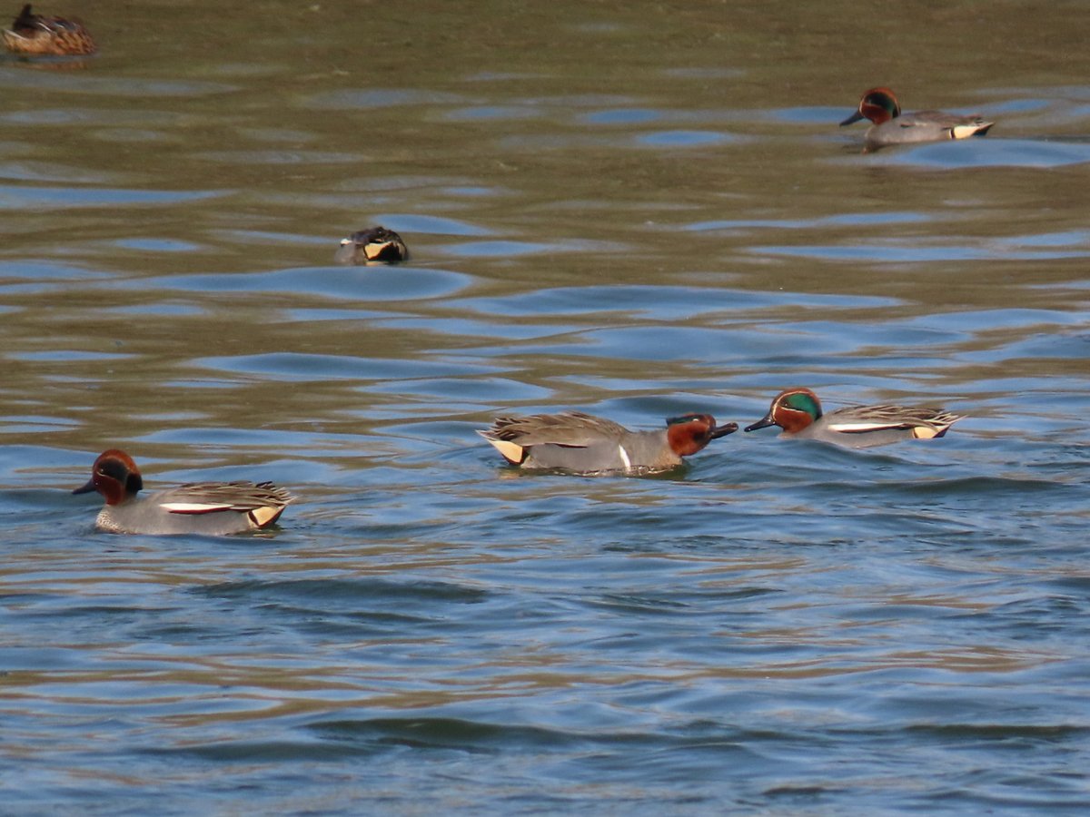 YoungerStephen's tweet photo. Very obliging Green-winged Teal at Wilstone. Also a smart Grey Wagtail and a dead Pike. #hertsbirds https://t.co/Fs5GGMKXww