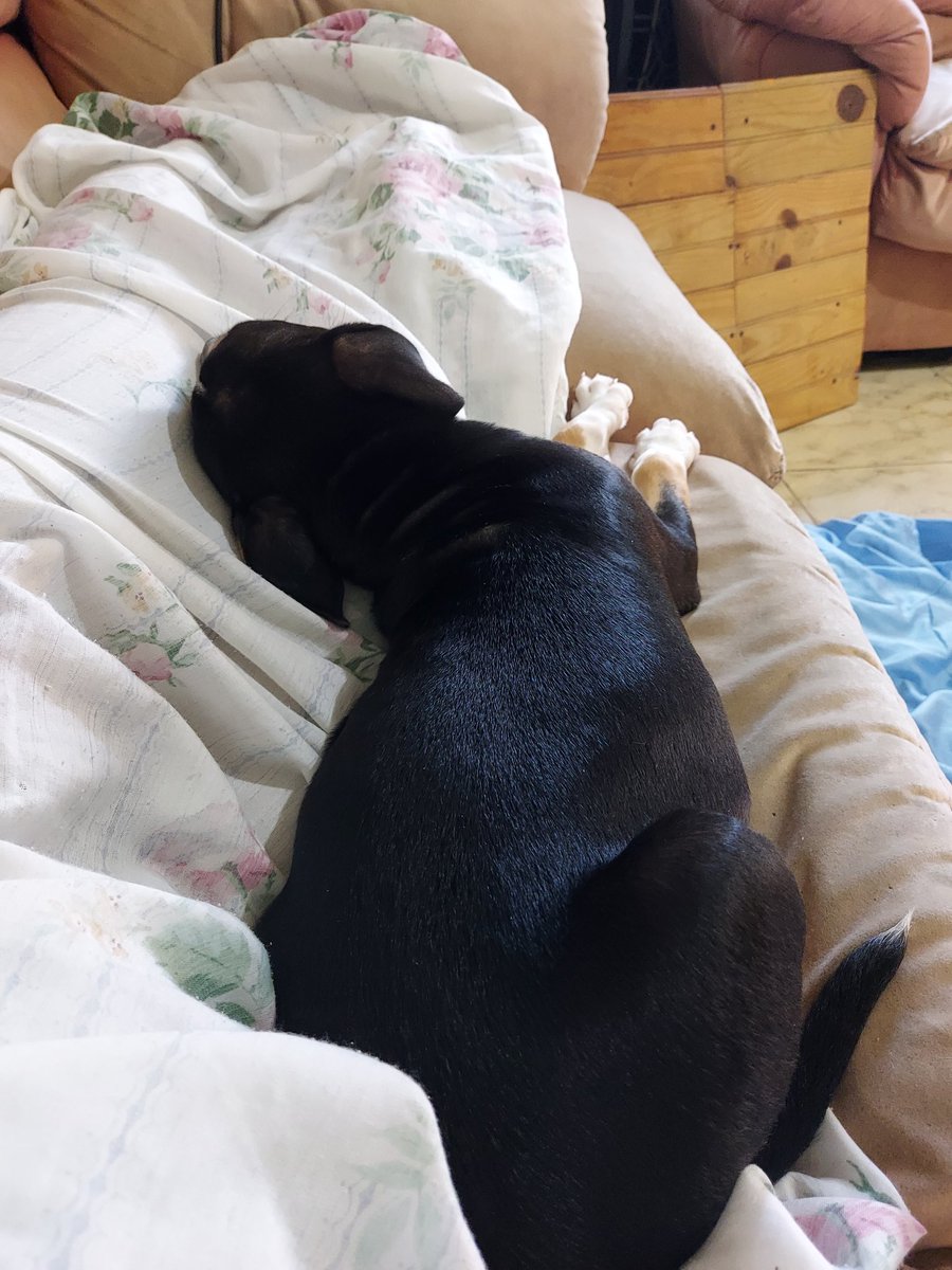 _Decker_xo's tweet photo. Mom woke up to Nala, napping beside her. 

#dogsoftwitter https://t.co/6CXI2VOyri