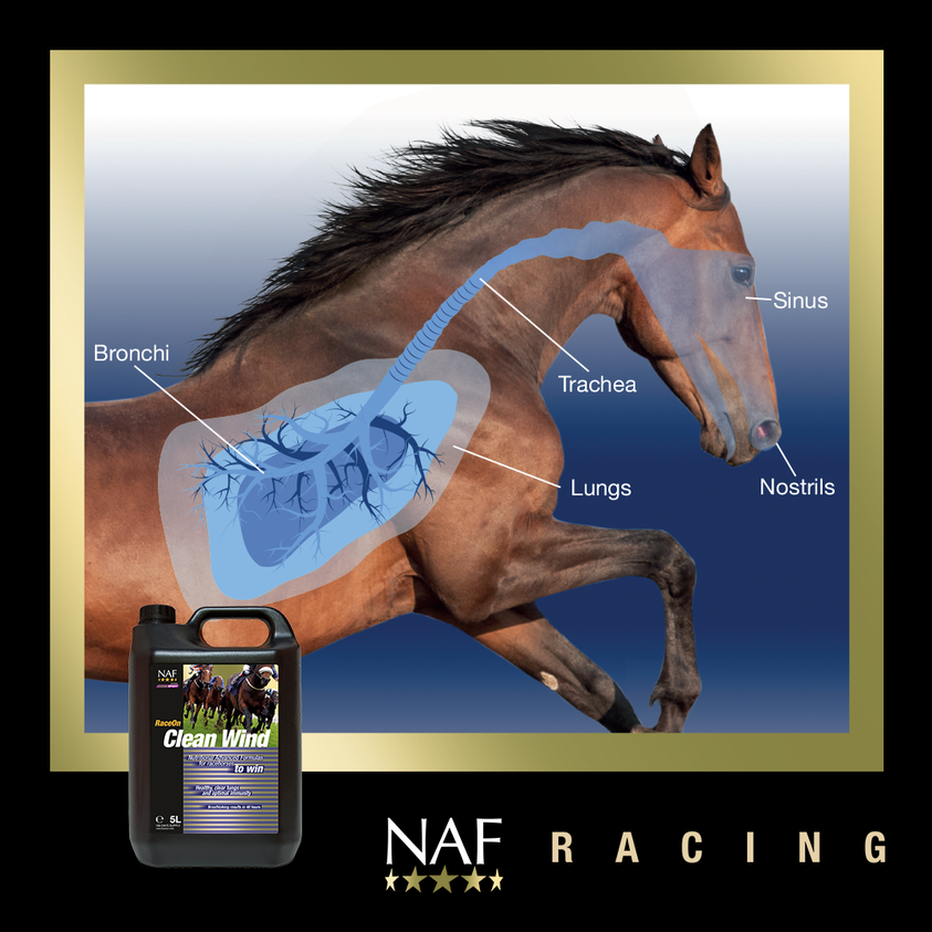 Did you know that warm temperatures push pollen into the air, but cooler evening air means that pollen falls back? This is why sensitive horses feel it most in the mornings and evenings. #NAFRacing Clean Wind helps to combat a compromised respiratory system and keep airways clean