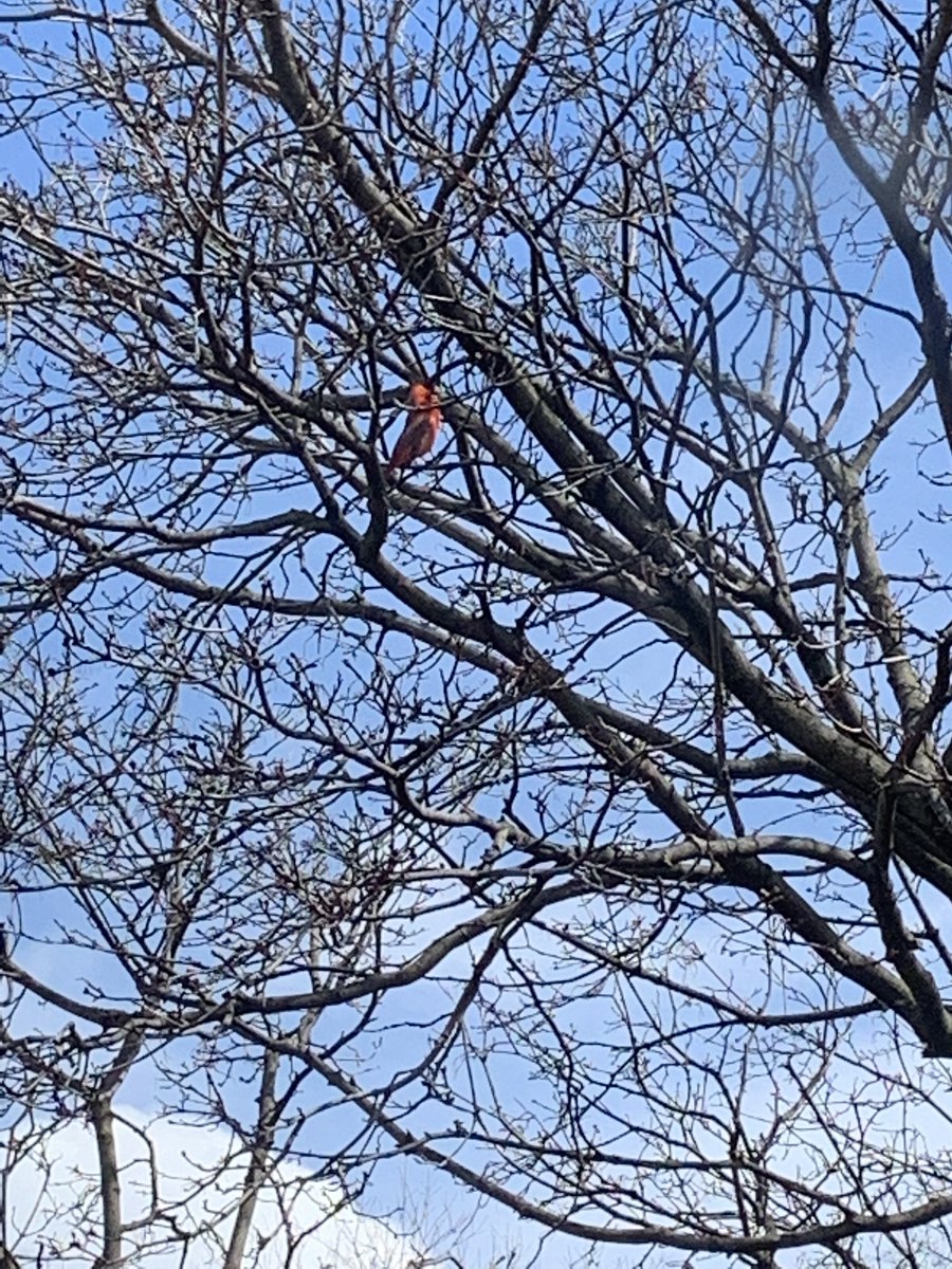 Our cardinal friend has returned! 😍