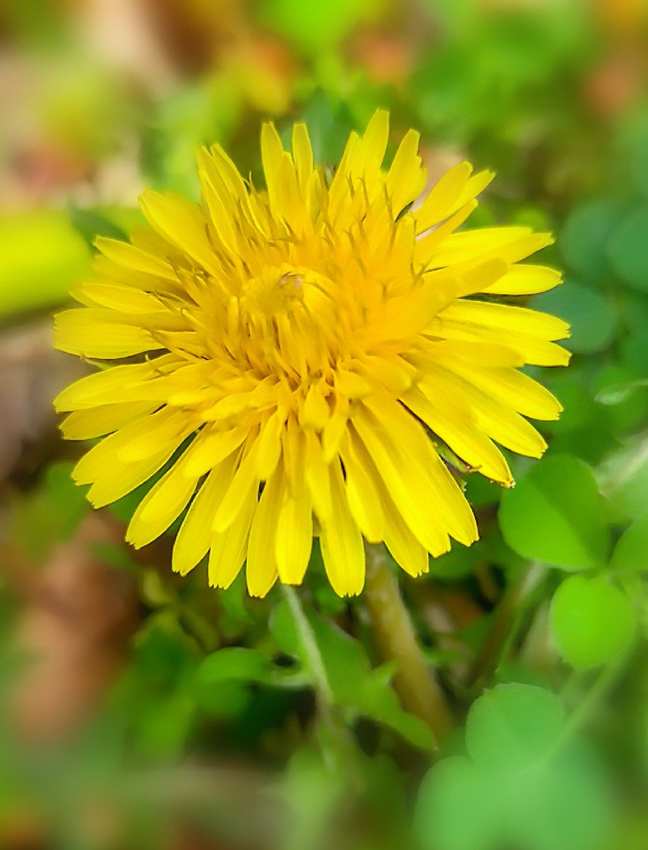 西洋タンポポ Twitter Search Twitter 西洋タンポポ Twitter Search Twitter