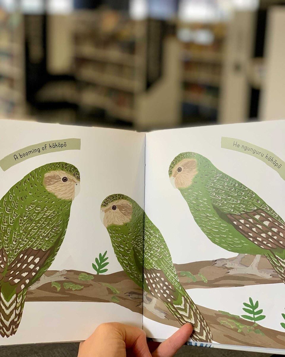 Did you know a group of tūī is called an ecstasy, a group of kākā is a hoon and a group of kākāpō is a booming?? 🤯 Learn all the collective nouns for Aotearoa’s manu in this very rad book by @melissaboardman; reserve a copy here bit.ly/3tG3pJf