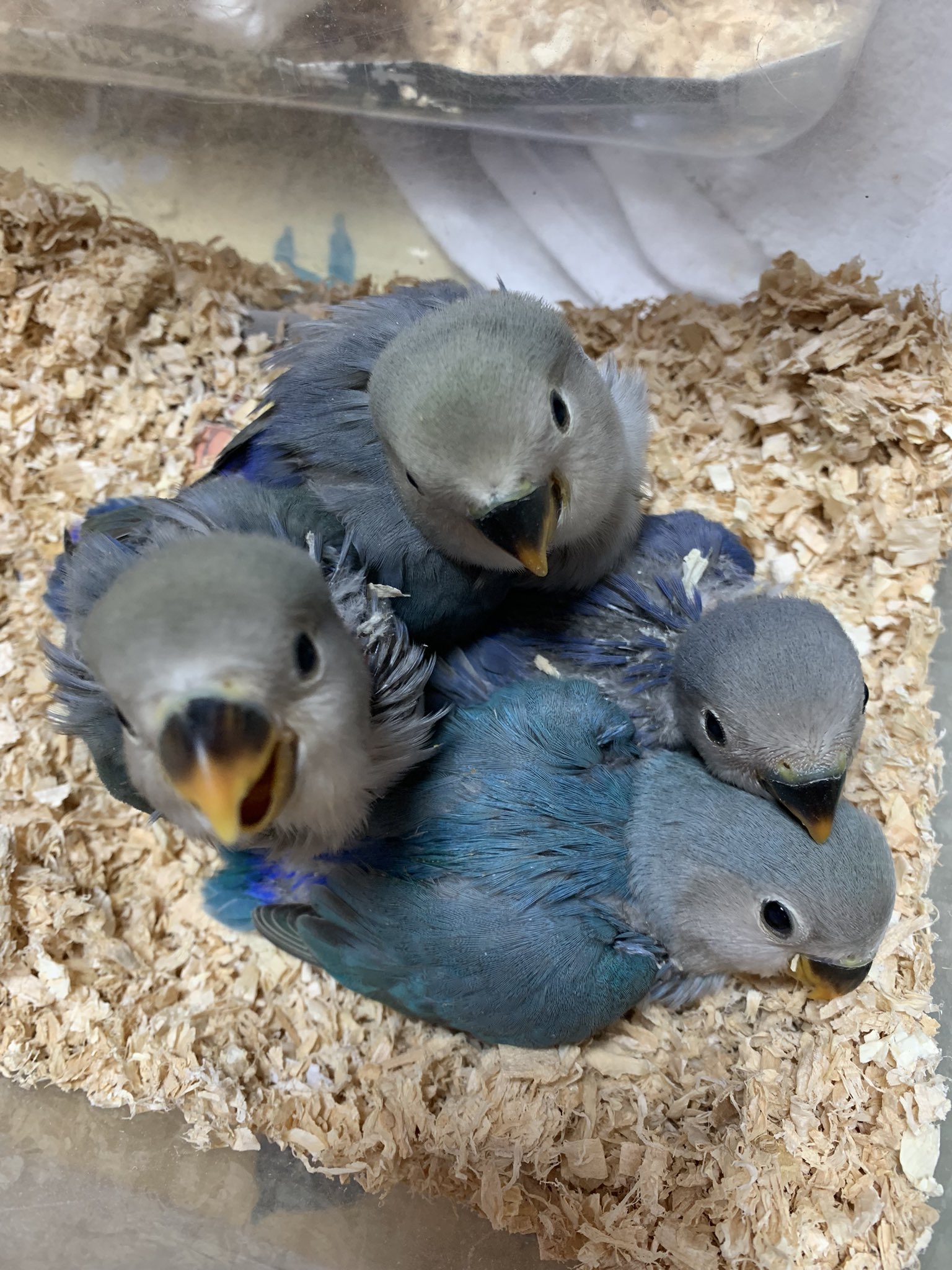 コザクラインコブリーダー Twitter Search Twitter