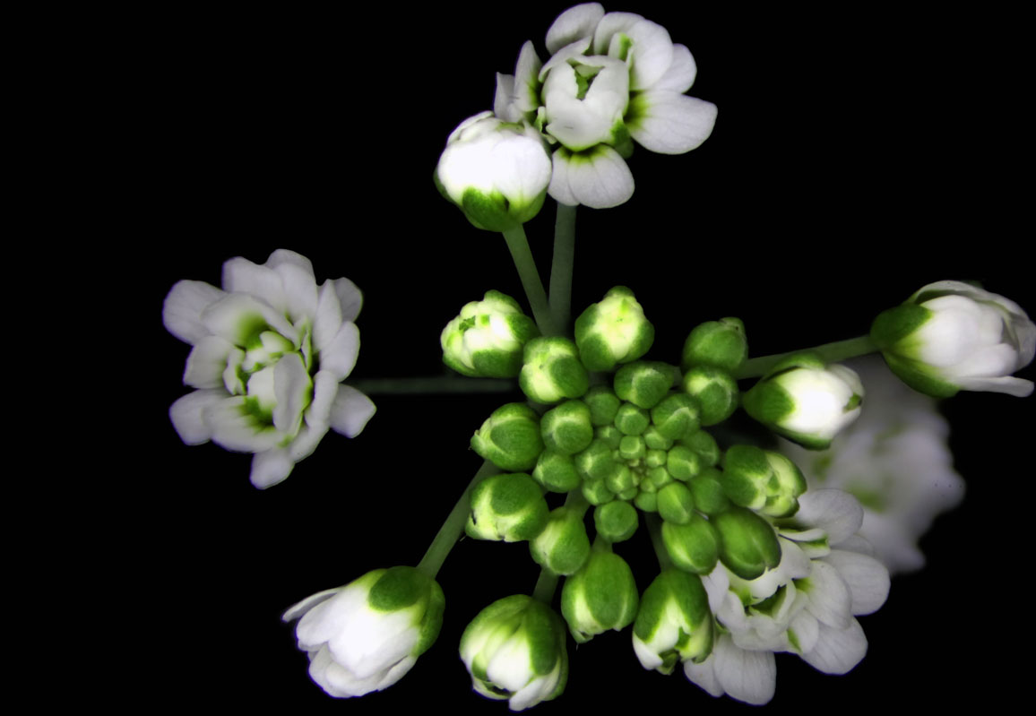 The most aesthetic Arabidopsis mutant- agamous.

Knockout of AGAMOUS leads to a rose-like "double flower" phenotype with an increased number of floral whorls consisting only of sepals and petals.