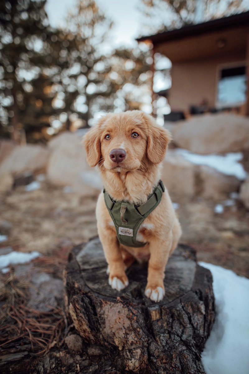 Golden Trio tweet media