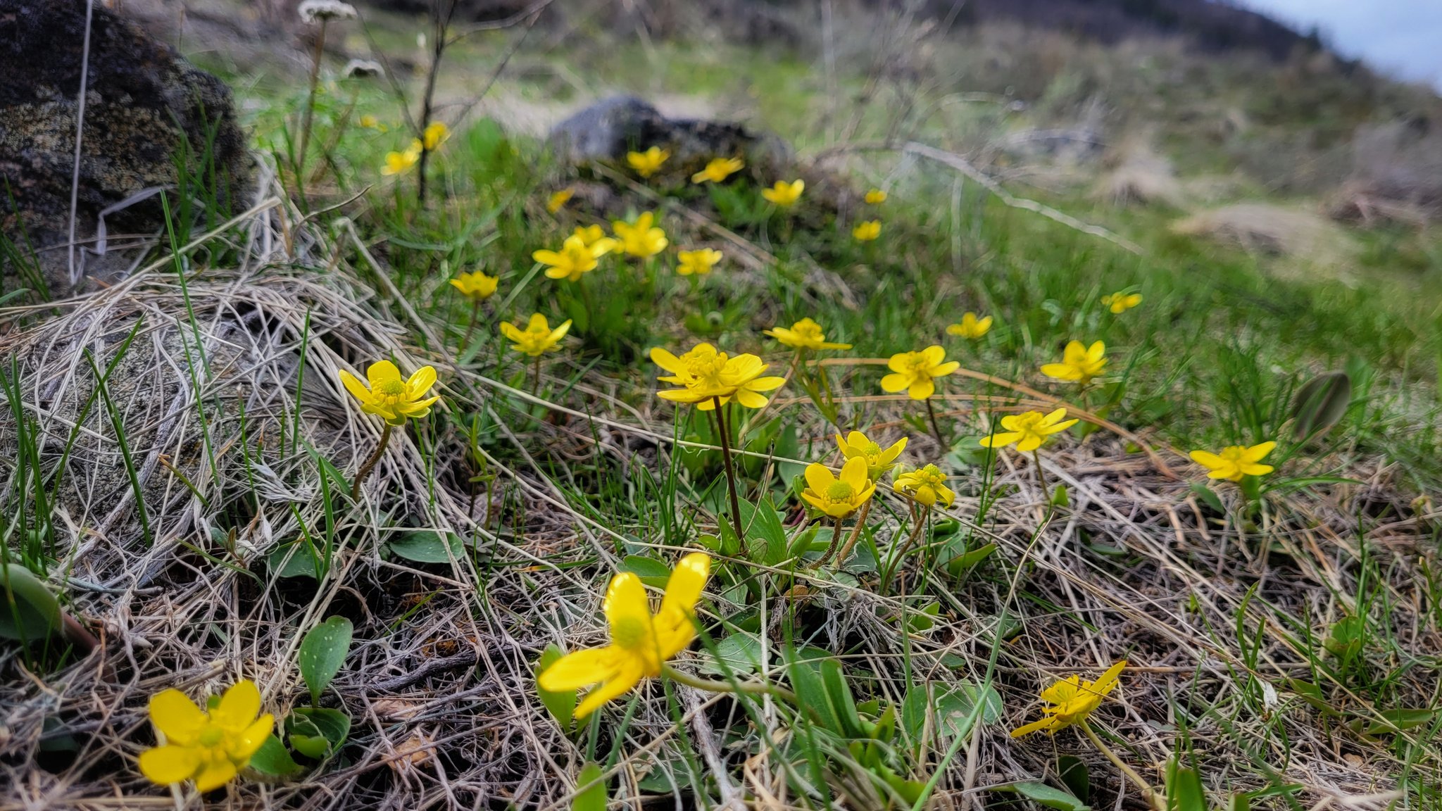 Kyle Brittain on Twitter "Signs of spring in the south Okanagan