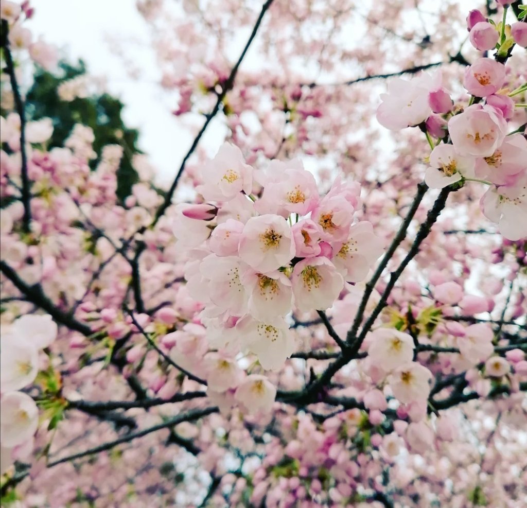 Carol_SaBe's tweet photo. Spring set is on 🌸🌻 #BritishColumbia #BCSpring #Vancouver https://t.co/QpgQptdeCp