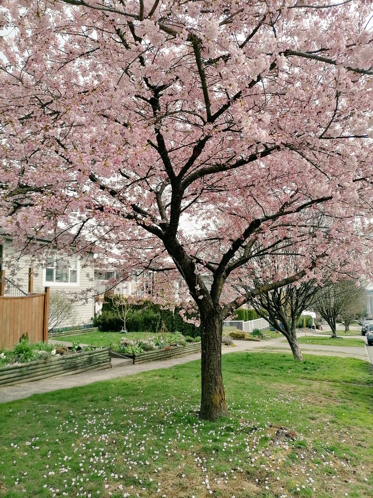 Carol_SaBe's tweet photo. Spring set is on 🌸🌻 #BritishColumbia #BCSpring #Vancouver https://t.co/QpgQptdeCp