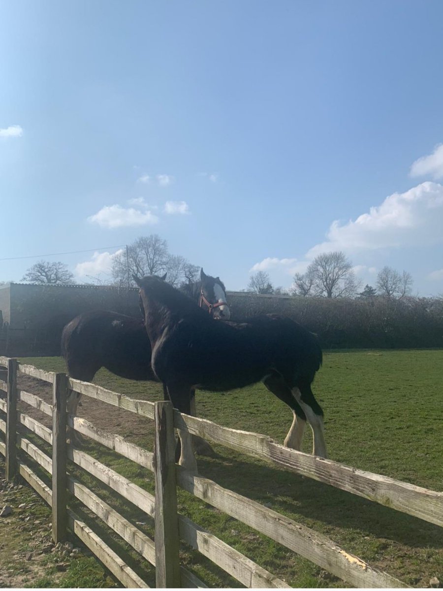 BPCA Registered tweet media