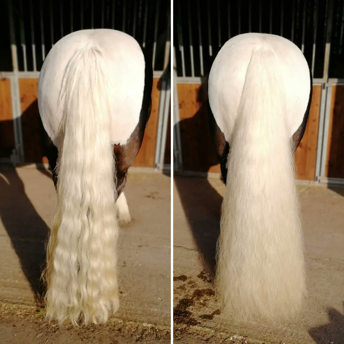 Soft, silky tails don't just happen 🤔 When the hair on your horse's tail gets dry, it becomes more brittle and more susceptible to breakage. Adding a spritz of Tame The Mane during your daily groom will help to add nourishment keeping the hair soft, healthy and hydrated💧