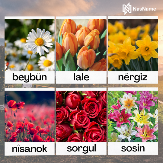 NasName21's tweet photo. Kulîlkên Biharê | Spring Flowers

beybûn: daisy
lale: tulip
nêrgiz: daffodil
nîsanok: poppy
sorgul: rose
sosin: lily
#kurdî #kurdish #kurdisch #learnkurdish #learnkurdishvocab #SpeakKurdish #zimanêkurdî #ziman #kurmancî #polyglot #languagematters #kurdishlanguagematters #NasName https://t.co/8VLszV1QL8