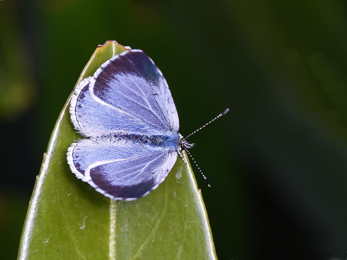 Vandaag liep ik naar de voordeur en zag dit #Boomblauwtje fladderen.(klik foto)#Celastrina_argiolus #LYCAENIDAE #Holly_blue #Zoetermeer #Theus #Nature_Photography <a href="/IVNzuidholland/">IVN Zuid-Holland</a> @Natuurmonument <a href="/ZHLandschap/">Zuid-Hollands Landschap</a> <a href="/waarneming/">Waarneming.nl</a> <a href="/vroegevogels/">Vroege Vogels</a> @natuuronline @naturanotitia #natuurfotografie