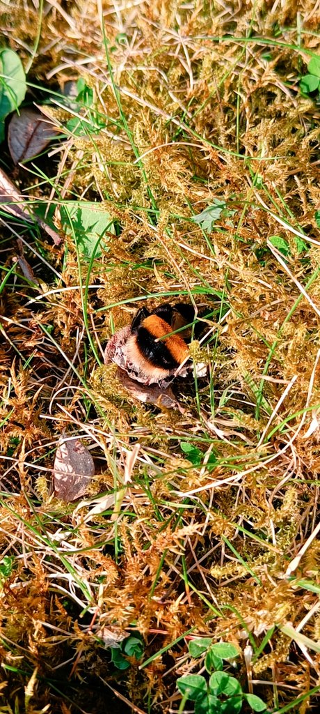 BeesOfIreland's tweet photo. The business end of a Bombus terrestris queen who was napping in some grass and moss today.
#BumblebeeButt https://t.co/du9QlMJDWI