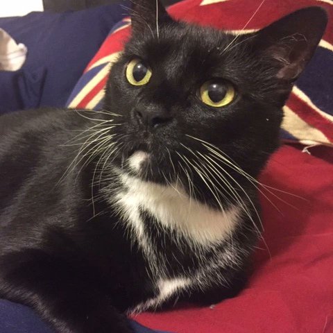 Cyrakitty's tweet photo. #NewProfilePic https://t.co/Crw48USmzx