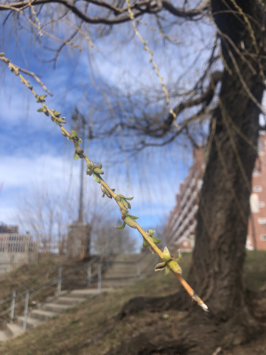 Emjay1028's tweet photo. My fellow #spring lovers, rejoice! Our time has finally come. βοΈπ±πΏπΈπΌ It was #MJWeather in #Boston earlier today. #ViewFromMorningRun #Cambridge #Esplanade #SaturdaySun #LongRunDay https://t.co/lqXFRY3EUq